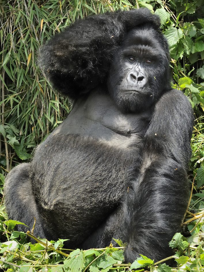 Silverback