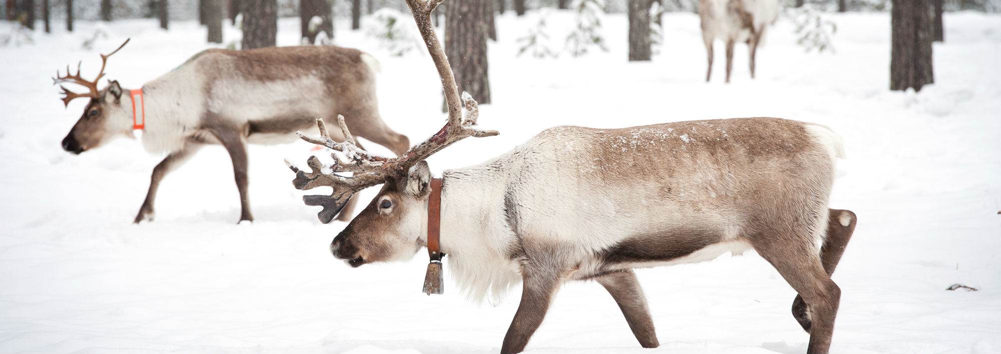 Moose in Sweden