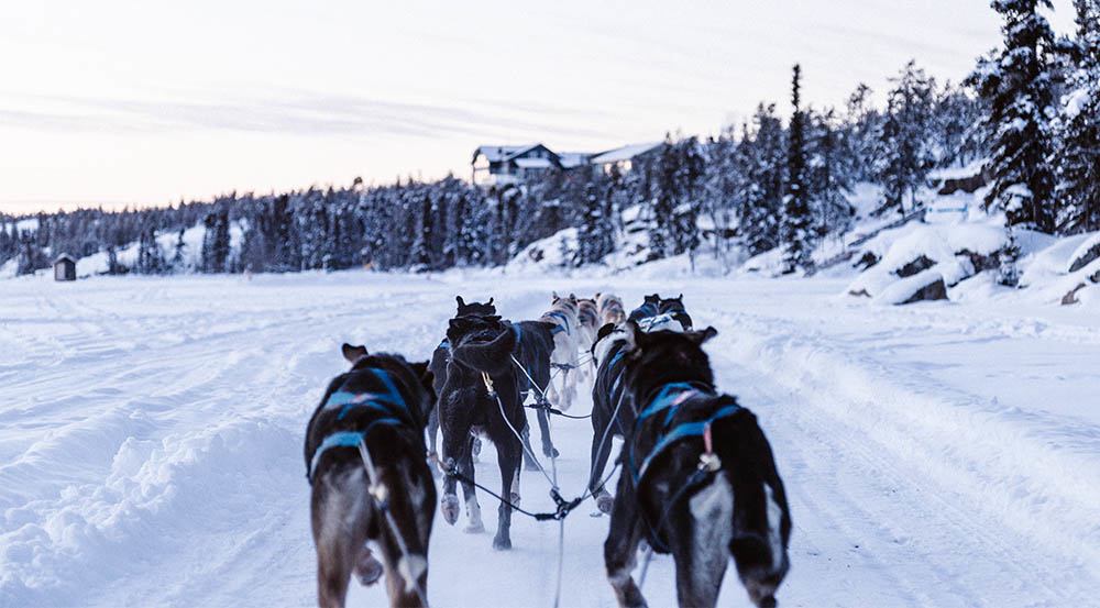 SledDogs1