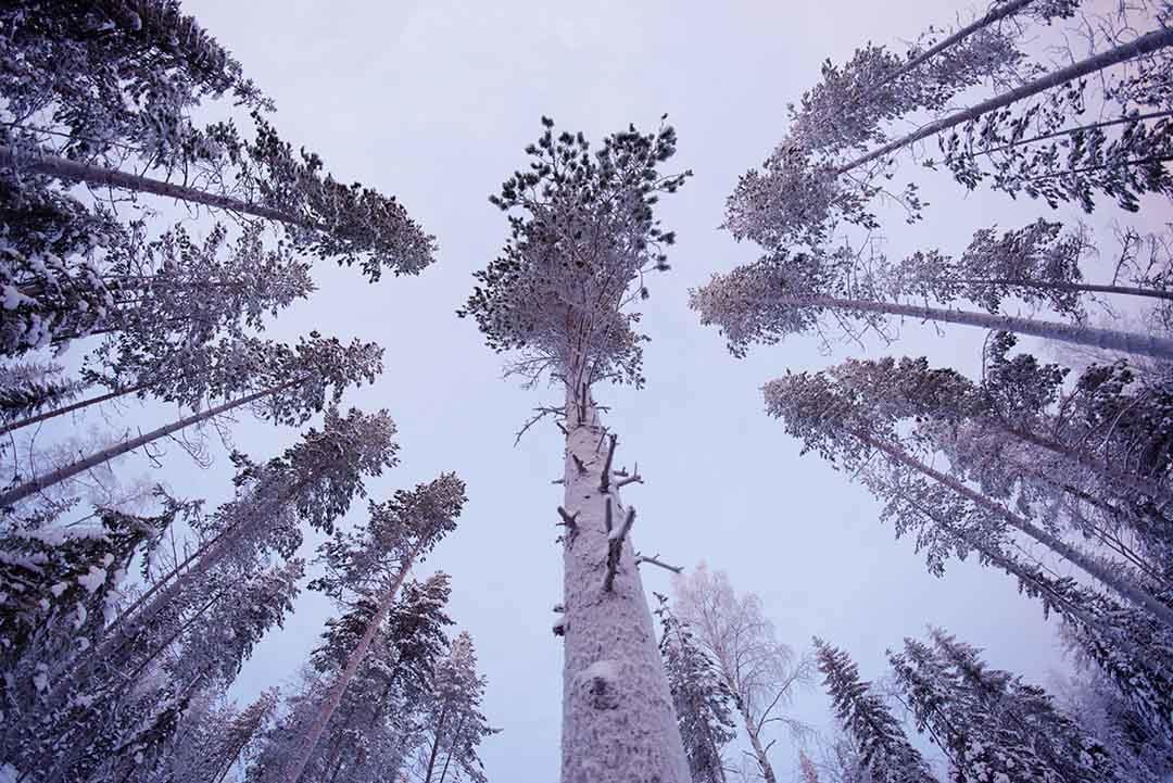SwedenForest1