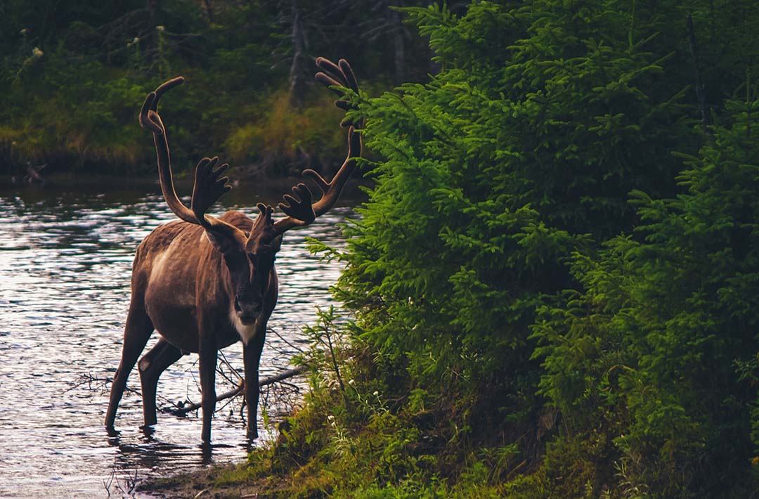 SwedenDeer