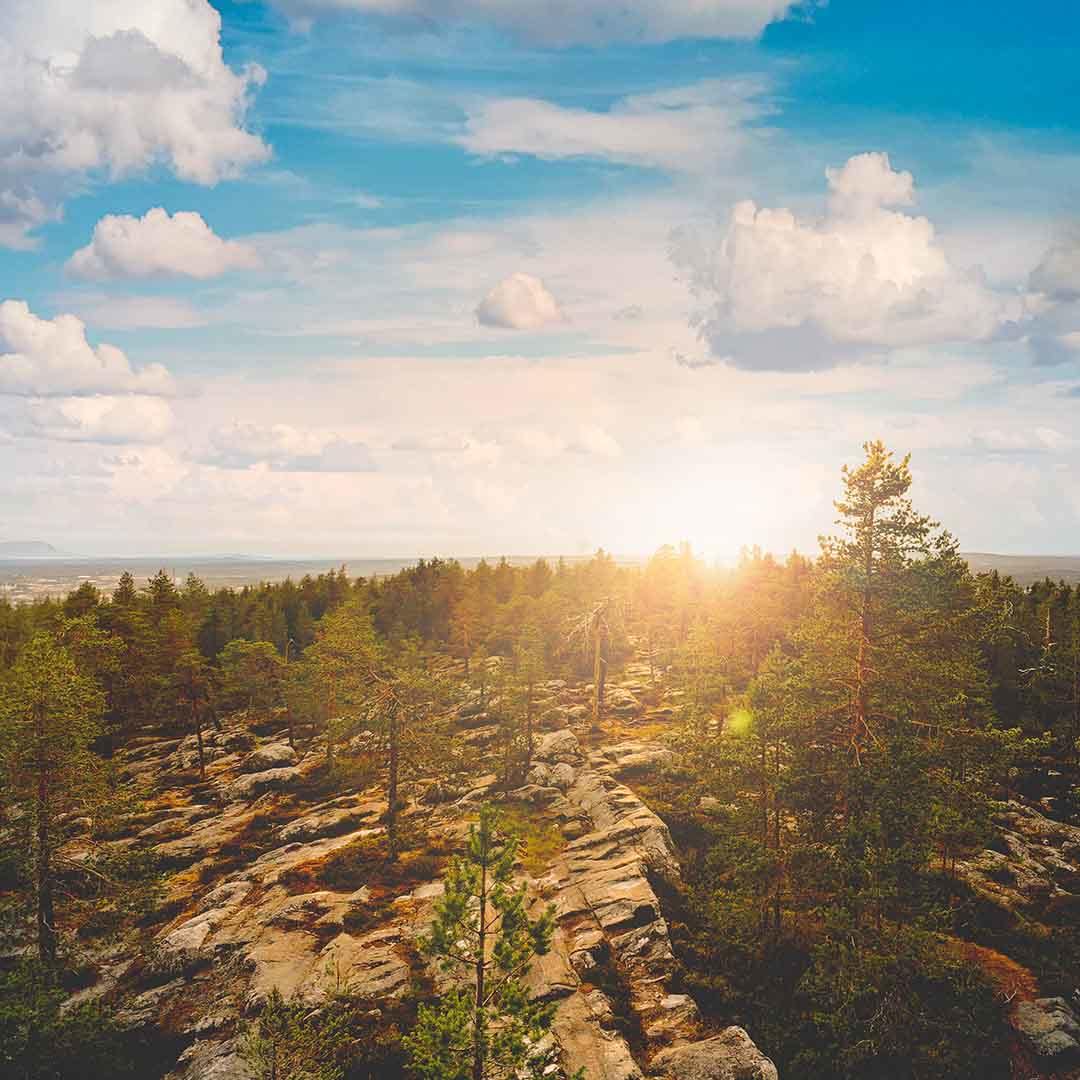 SunriseMorningForest