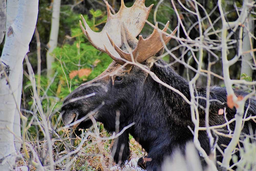 Moose1