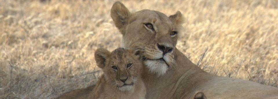 Lions in Tanzania