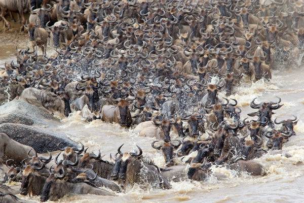 Wildebeest