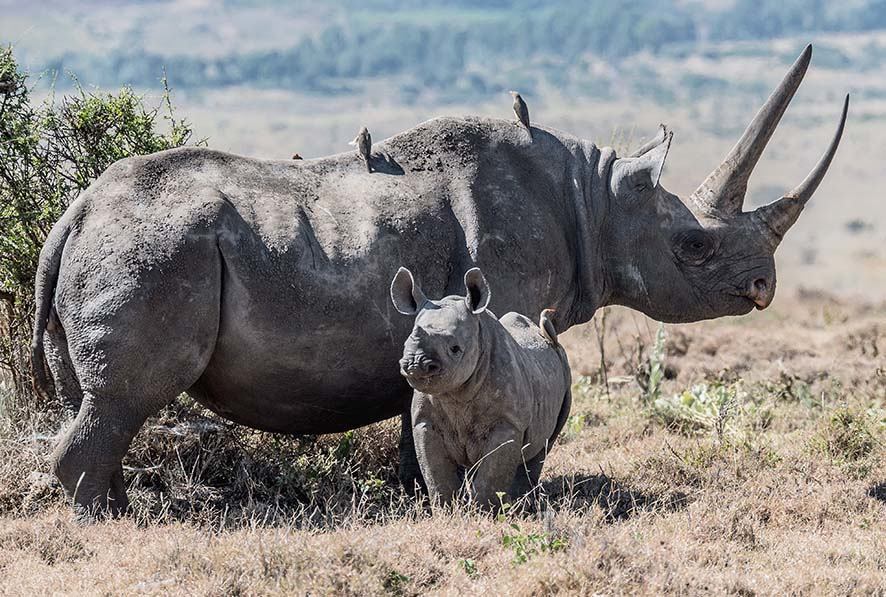Rhino on ground