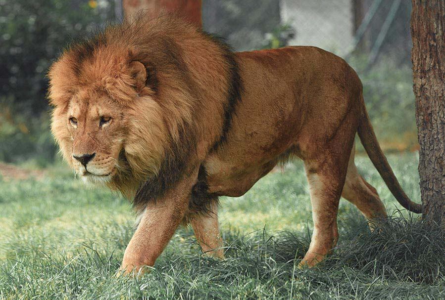 Lion Walking