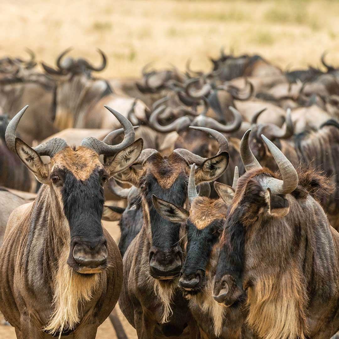 pack of wildebeast