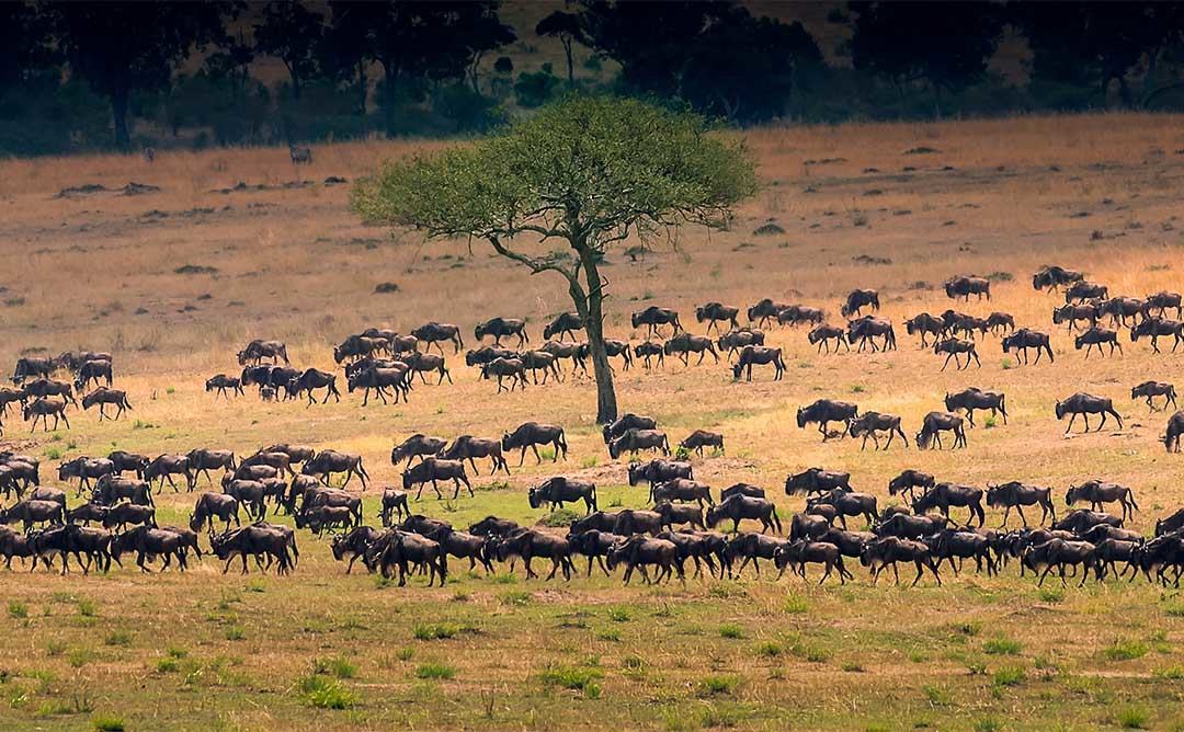 many wildebeast migration
