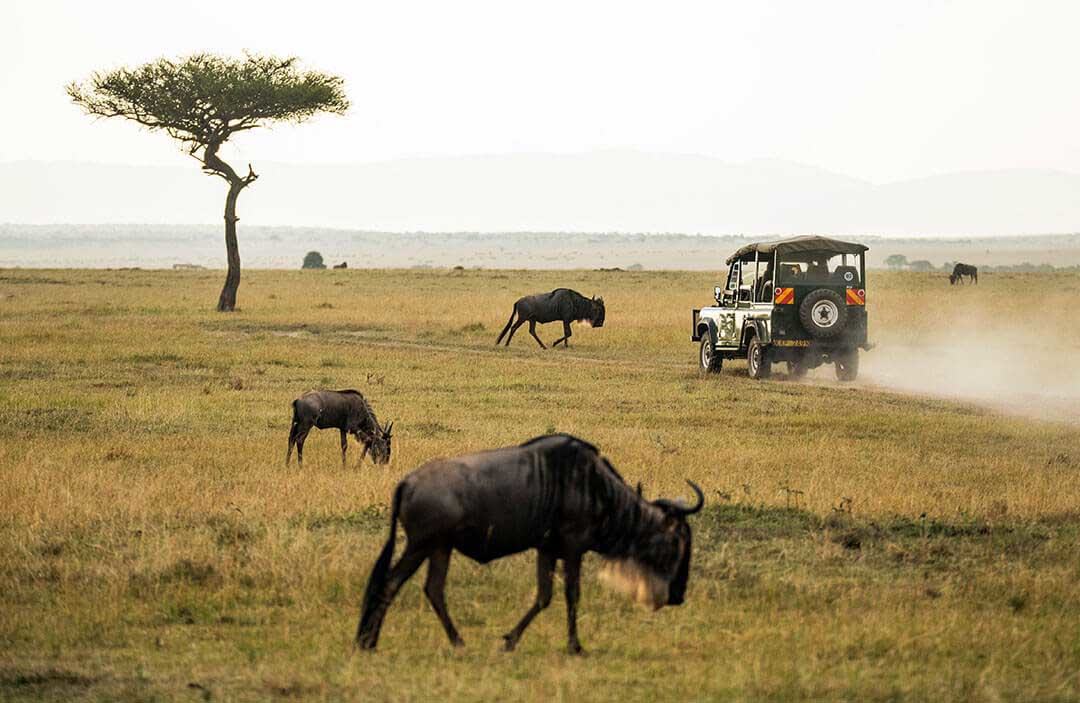 wildebeast landrover