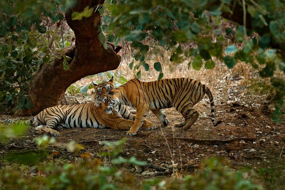 TIGERSSS