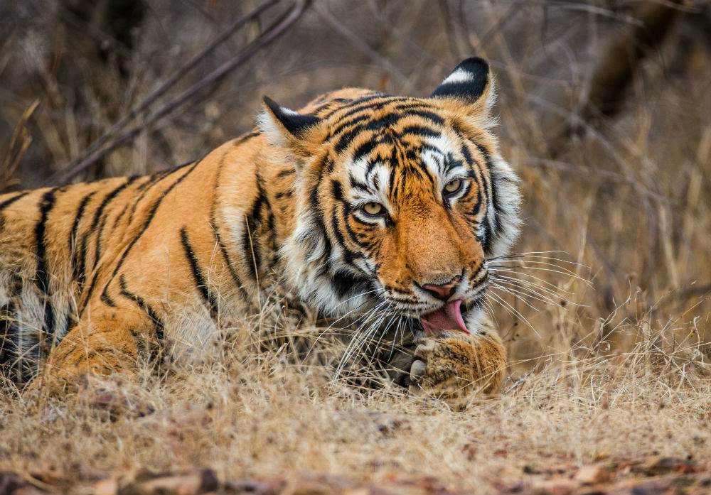 Tiger Overview