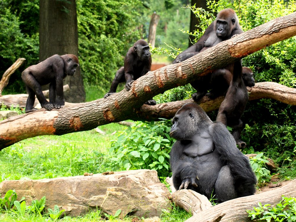 uganda summary