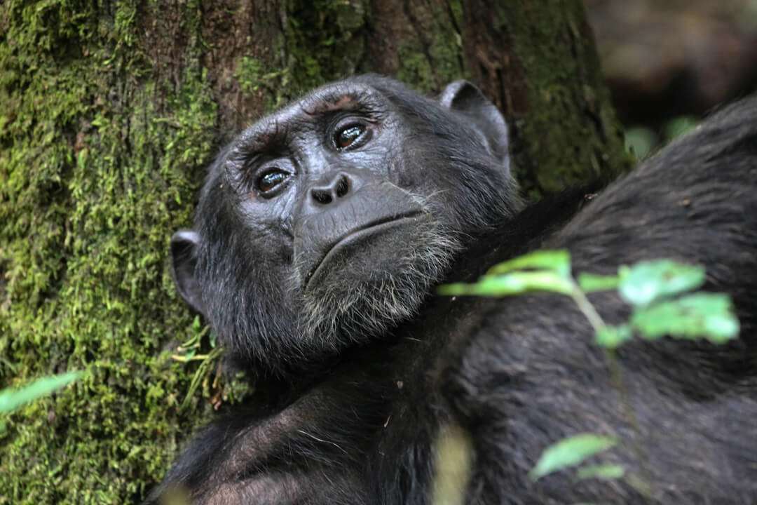 Gorillas