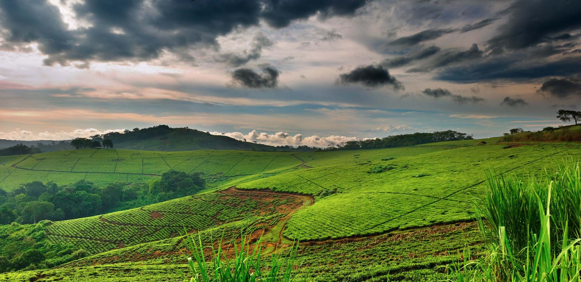 Uganda - 1