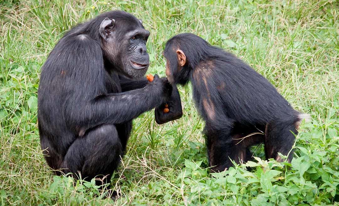 Chimpanzees friendly
