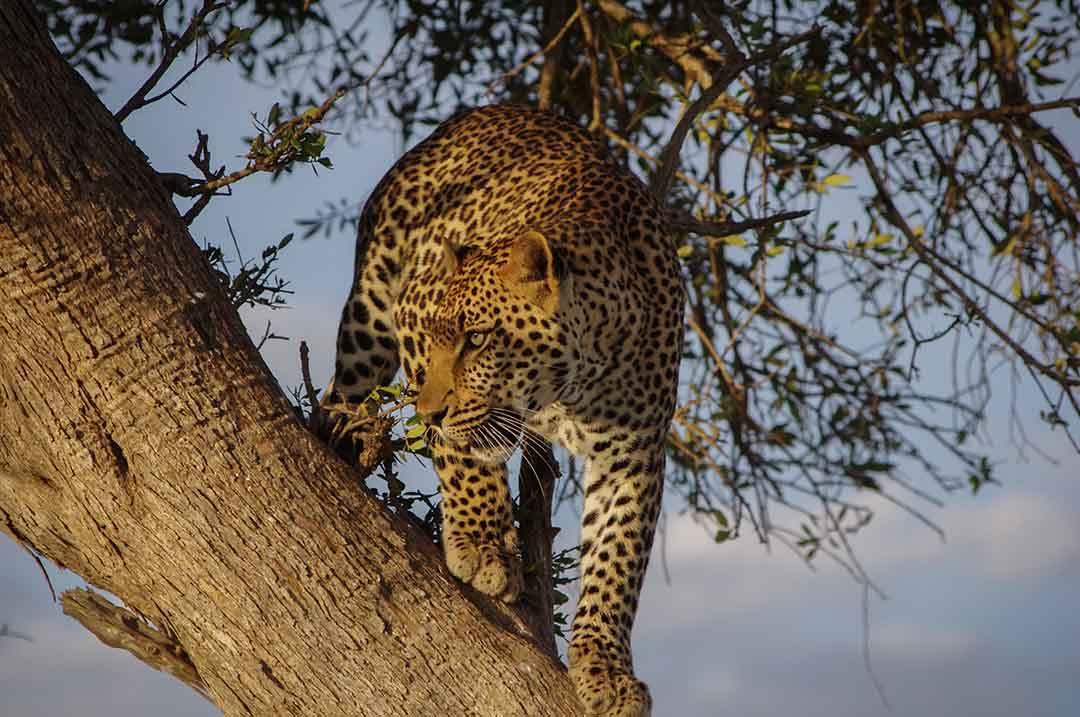 Leopard in tree