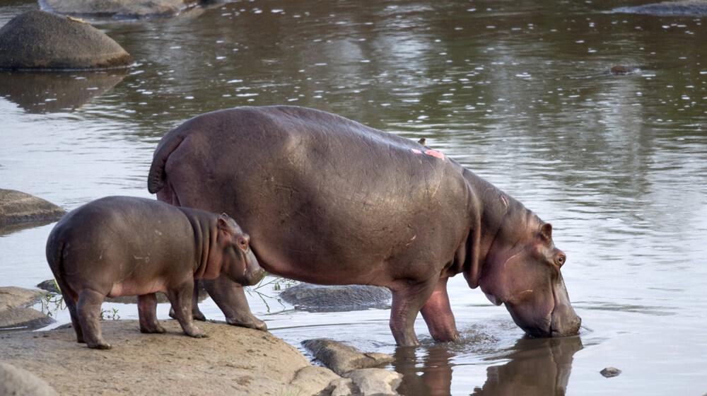 hippo and baby
