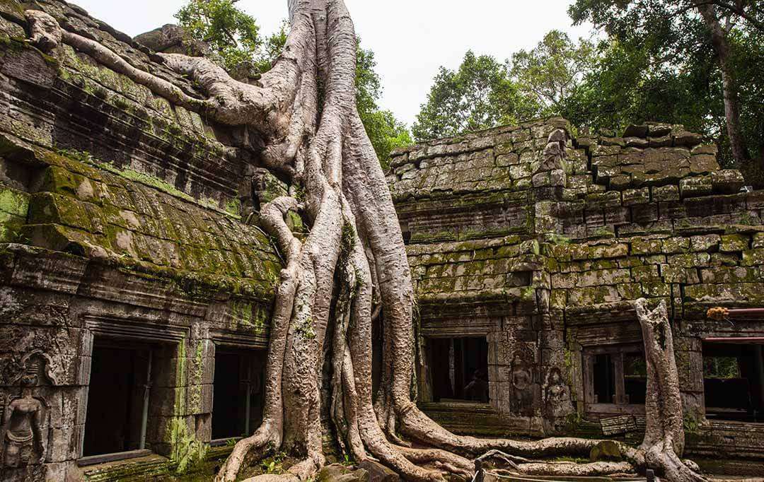 templeTree