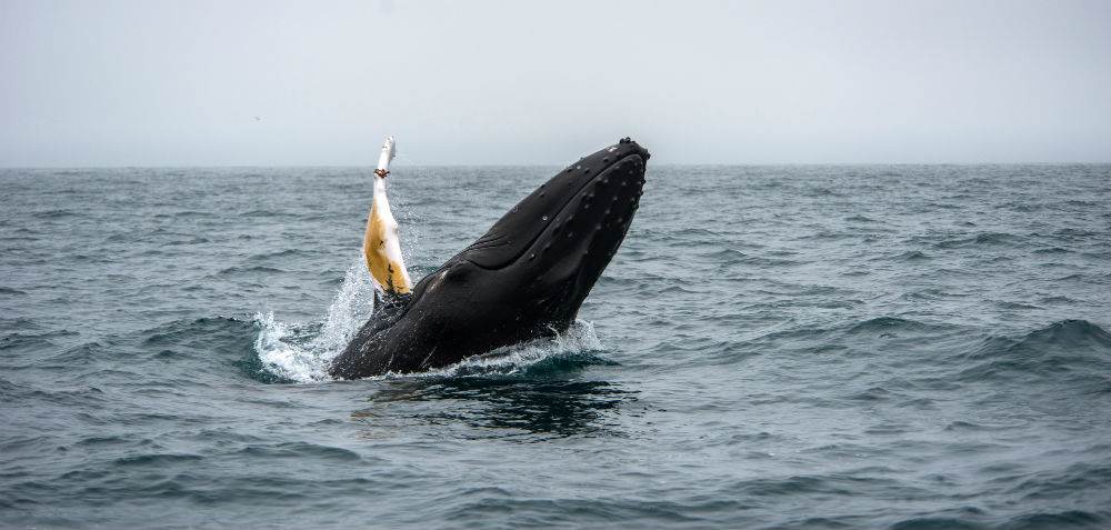 Whales