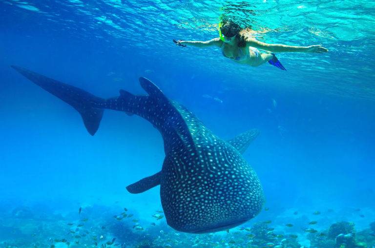 Whale Shark