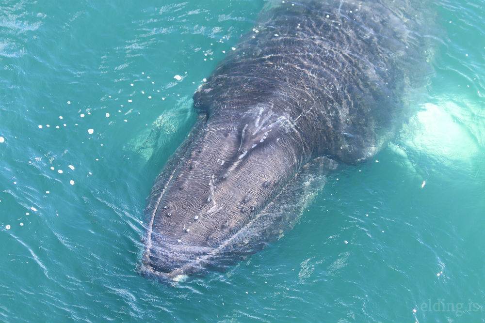 Whalesss