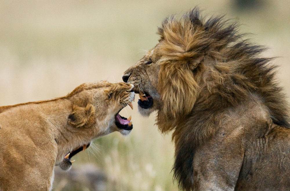 Lions