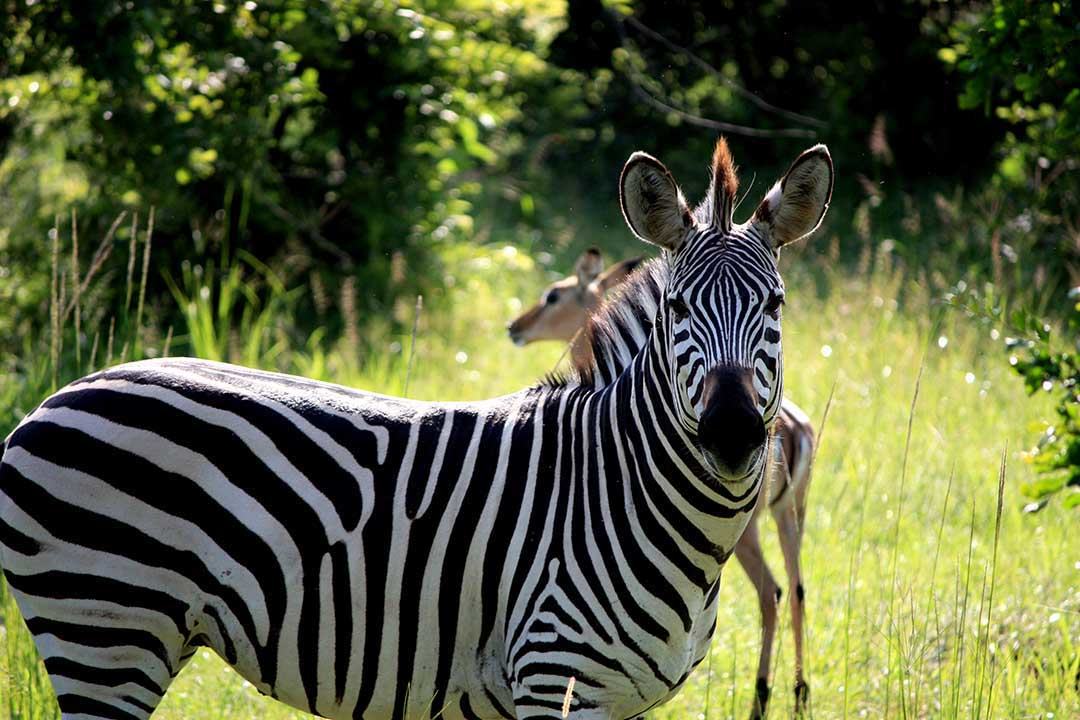 zebra looking