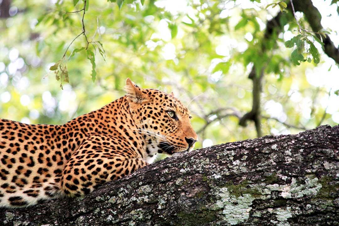 leopard looking