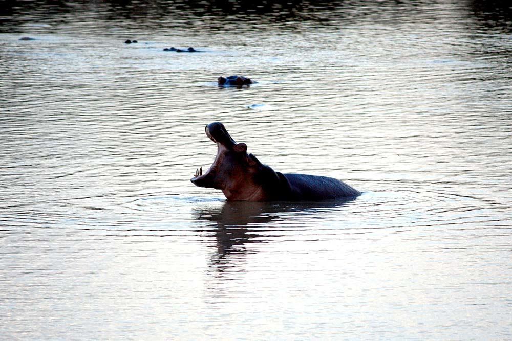 Hippo yawning