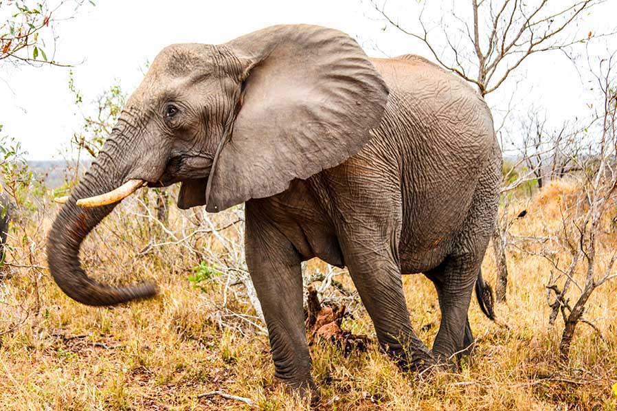 Elephants in Tanzania